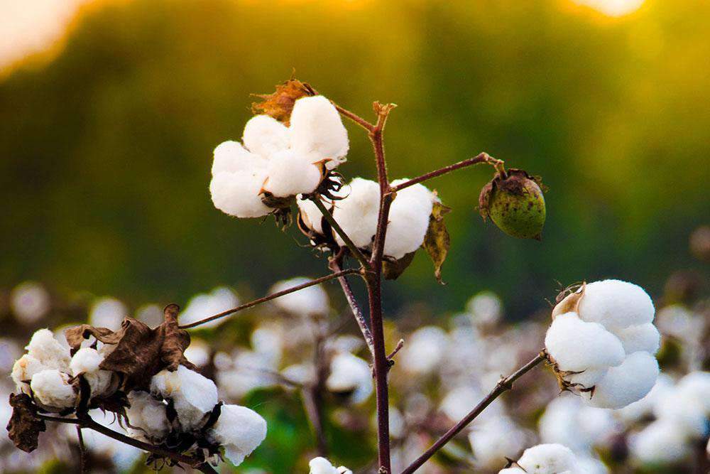 Shams Organic Cotton Sham by Sleep & Beyond Sleep & Beyond